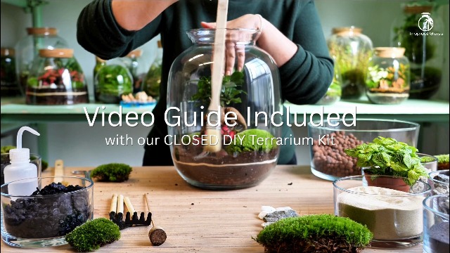 Complete Diy Terrarium Kit With 22cm Glass Jar, Plants & Decorations