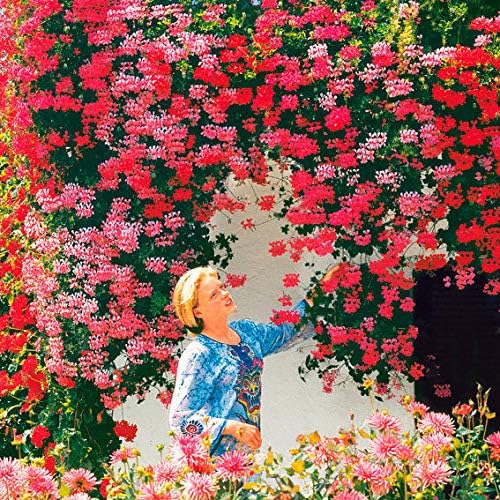 20 Pieces Climbing Geranium Seeds Rare Geraniums Perennial Garden Flowers Seeds Hardy Bonsai Potted Plant for Garden Balcony/Terrace