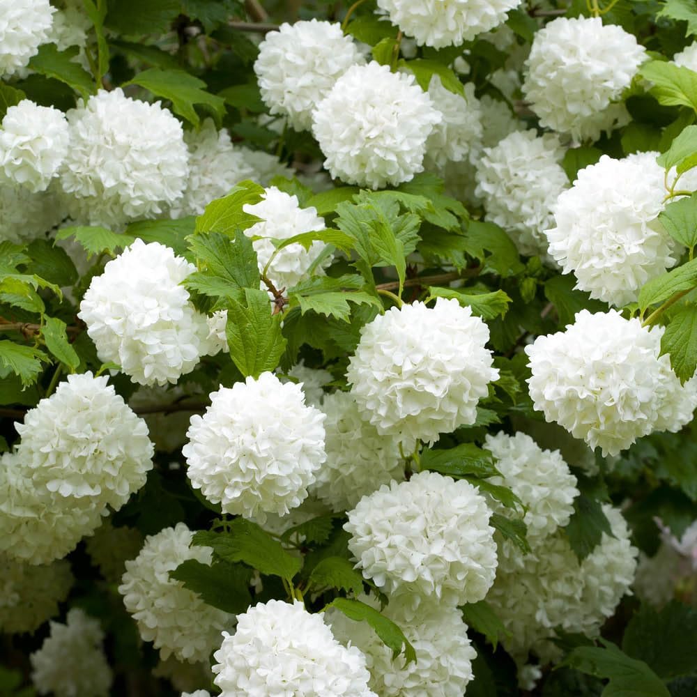 YouGarden Viburnum Opulus 'Roseum' Snowball Tree in 2-3 Litre Pot, Evergreen Shrubs Autumn Flowering Plants, Outdoor Plants for Pots All Year Round, Outdoor Shrubs for Gardens Viburnum
