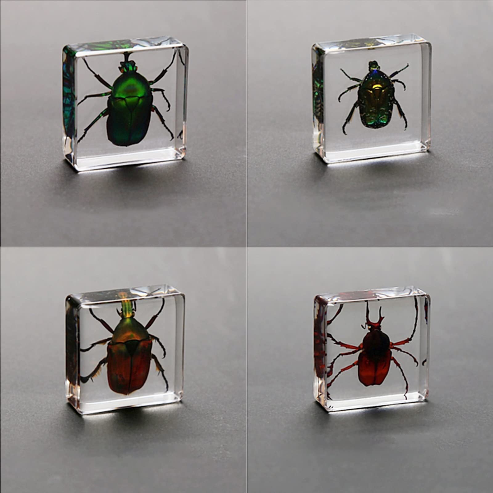 Amazon.co.jp: 4個 標本キット 昆虫、昆虫樹脂標本 、透明樹脂、標本  