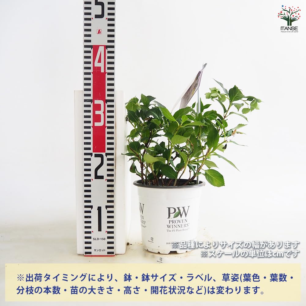 Amazon.co.jp: ITANSE アジサイ PW 花終わりアジサイ 品種