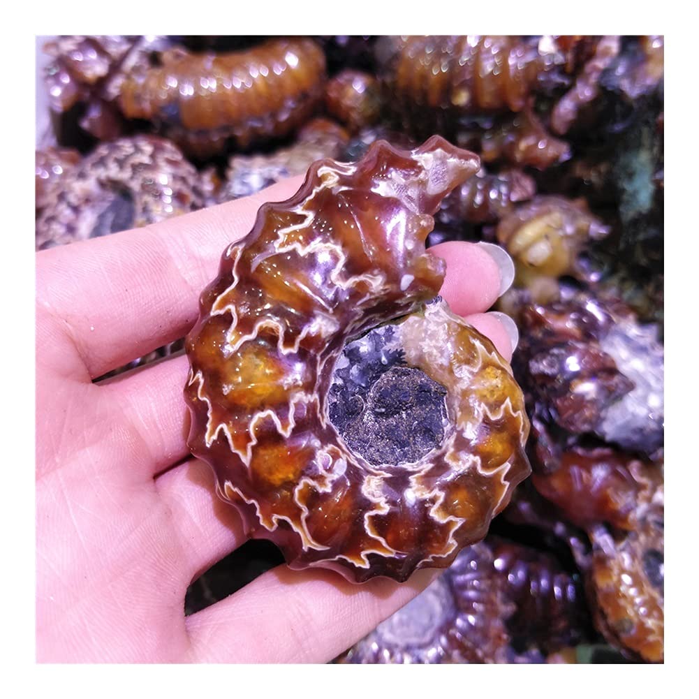LABDIPhome decoration Natural Spiral Ammonite Polished Goat Horn Shape Ornament Ammonoid Specimen Folk Art Decoration Stone Full of texture (Size : 150-220g)