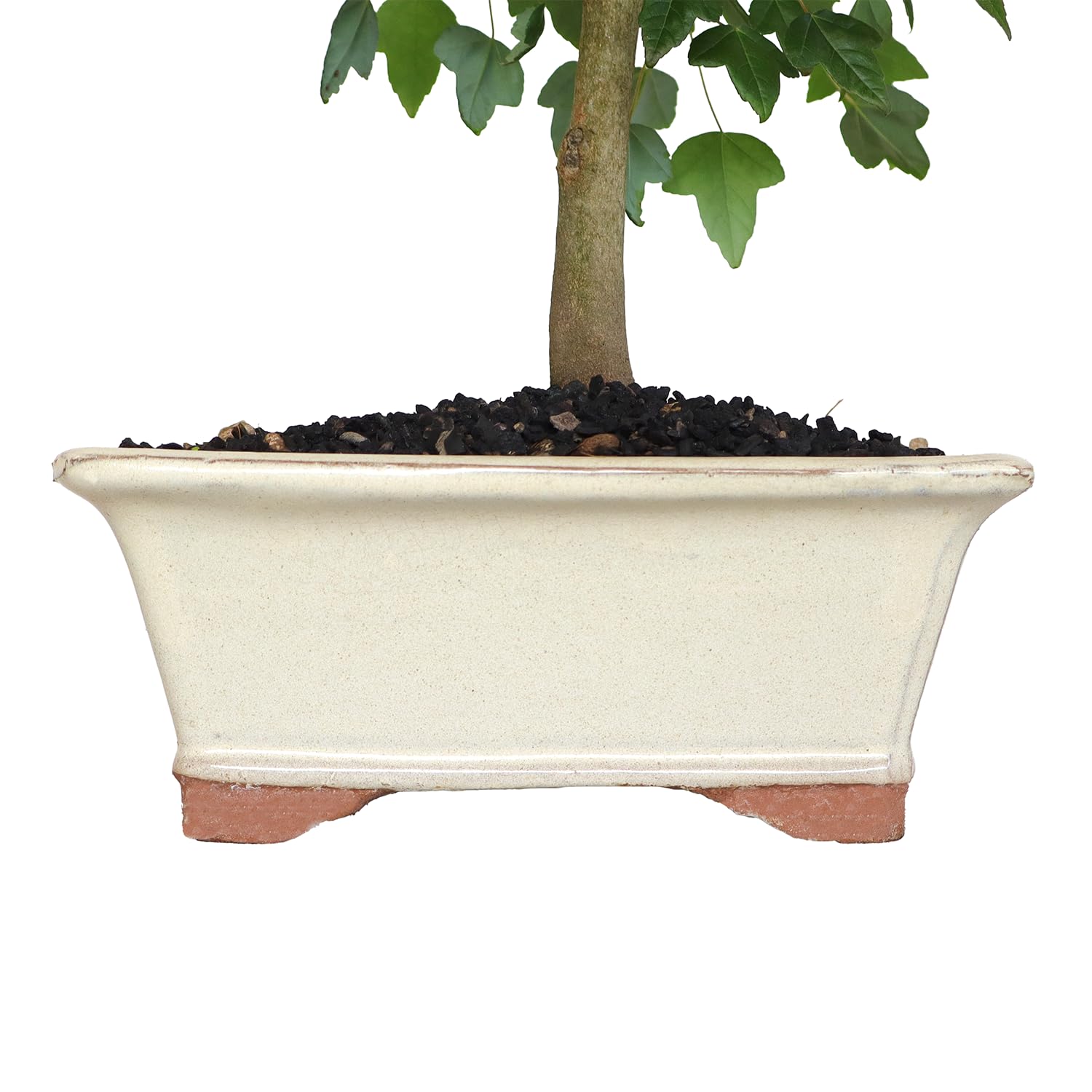 KENTIS - Bonsai Acero Tridente - Acer Buergerianum - Pianta Vera da Esterno Ornamentale - H 32/42 cm Vaso in Ceramica 21 cm