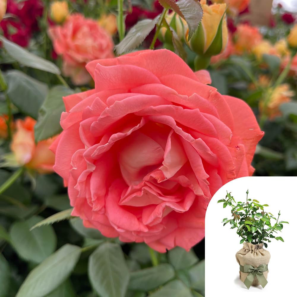 B&Q -  Harkness 'fab At 50'  Birthday RoseGift Wrapped Birthday Present50Th GiftPresented In A 4 Litre PotReady To Plant