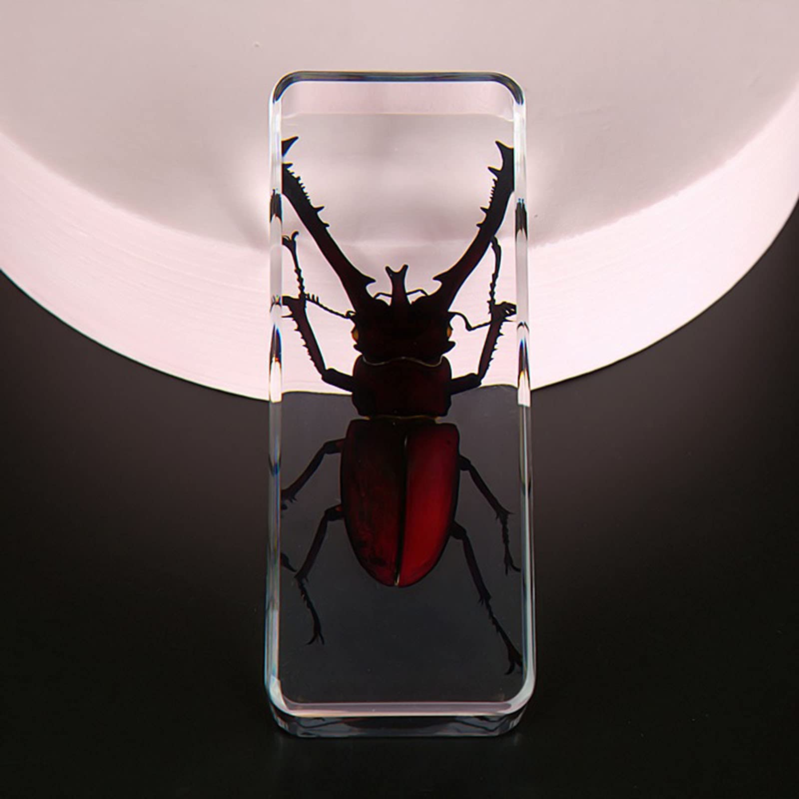 Amazon.co.jp: 樹脂教育探検器具学校教材の透明なカブトムシ標本