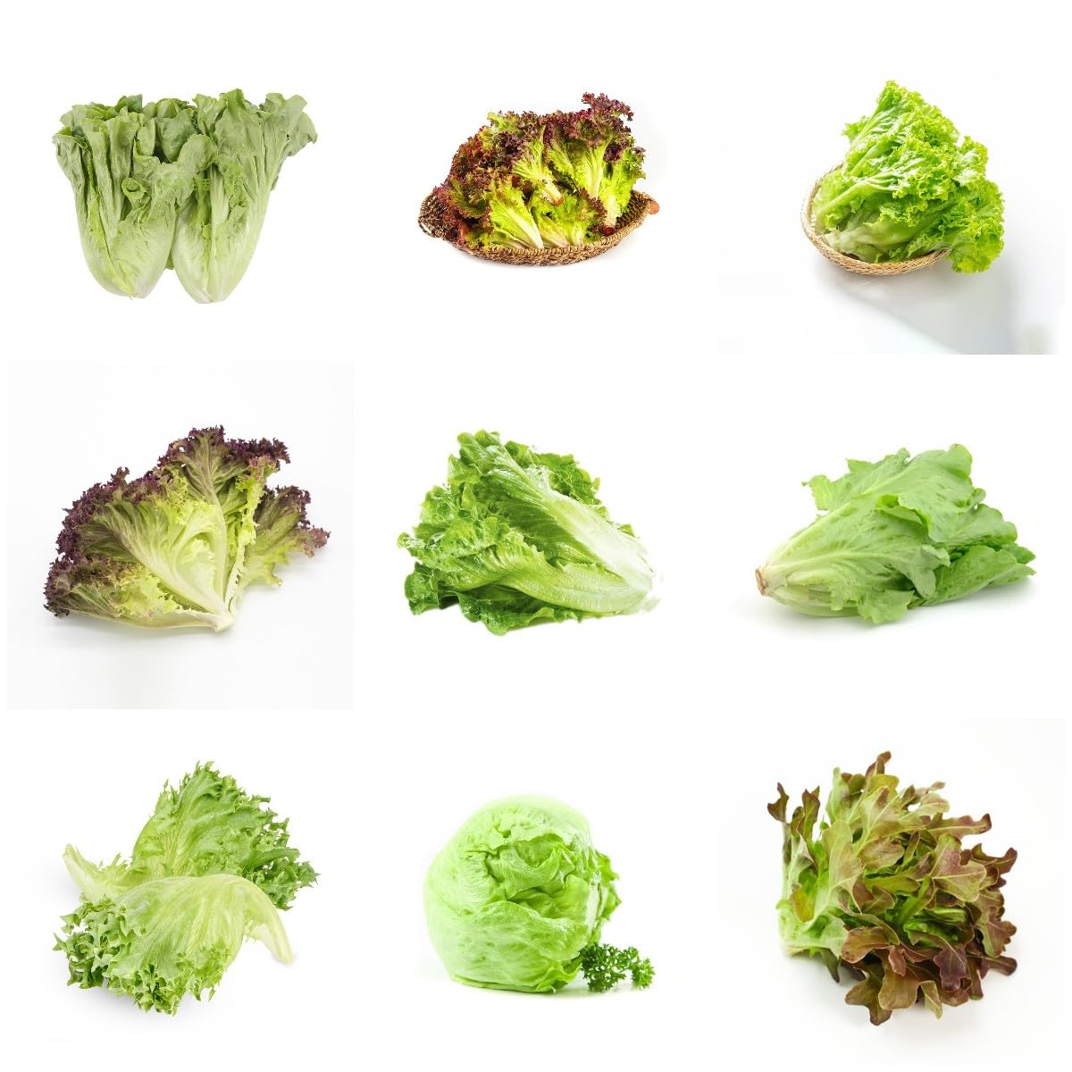 saatgut salat baquieu Baquieu Kopfsalat  Bio-Samen  Heirbloom