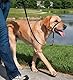 PetSafe Easy Walk Kopfhalfter, Aus widerstandsfähigem und weichem Nylon, Leichtes An- und Ausziehen, Größe L, Schwarz
