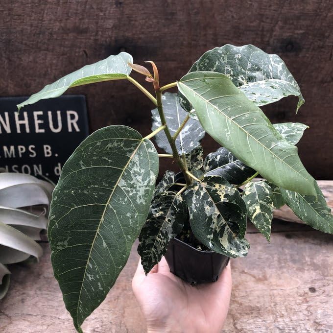 Amazon｜フィカス アスペラ パセーリー 観葉植物｜観葉植物 オンライン通販