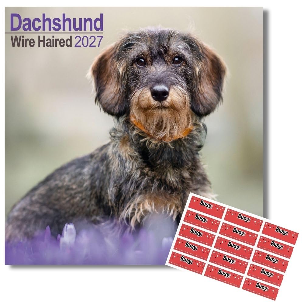 Avonside Wire-haired Dachshund 2027 Calendar with Organisational Stickers, 16 Month Square Wall Calendar (Sept 2026 - Dec 2027), UK Planner for Dog Lovers, For Home or Office, 11.6 x 11.6 in