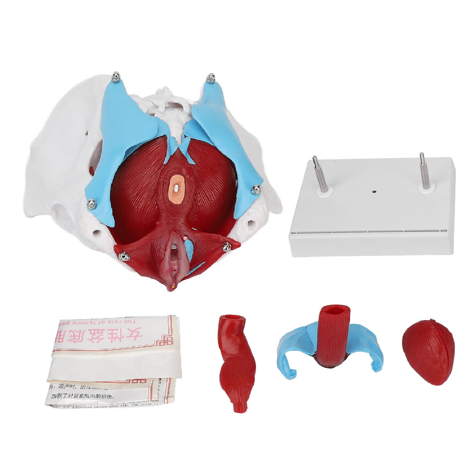 Modèle de bassin féminin, modèle d'anatomie féminine amovible grandeur nature avec les muscles du plancher pelvien, modèle anatomique coloré avec plinthe pour l'obstétrique