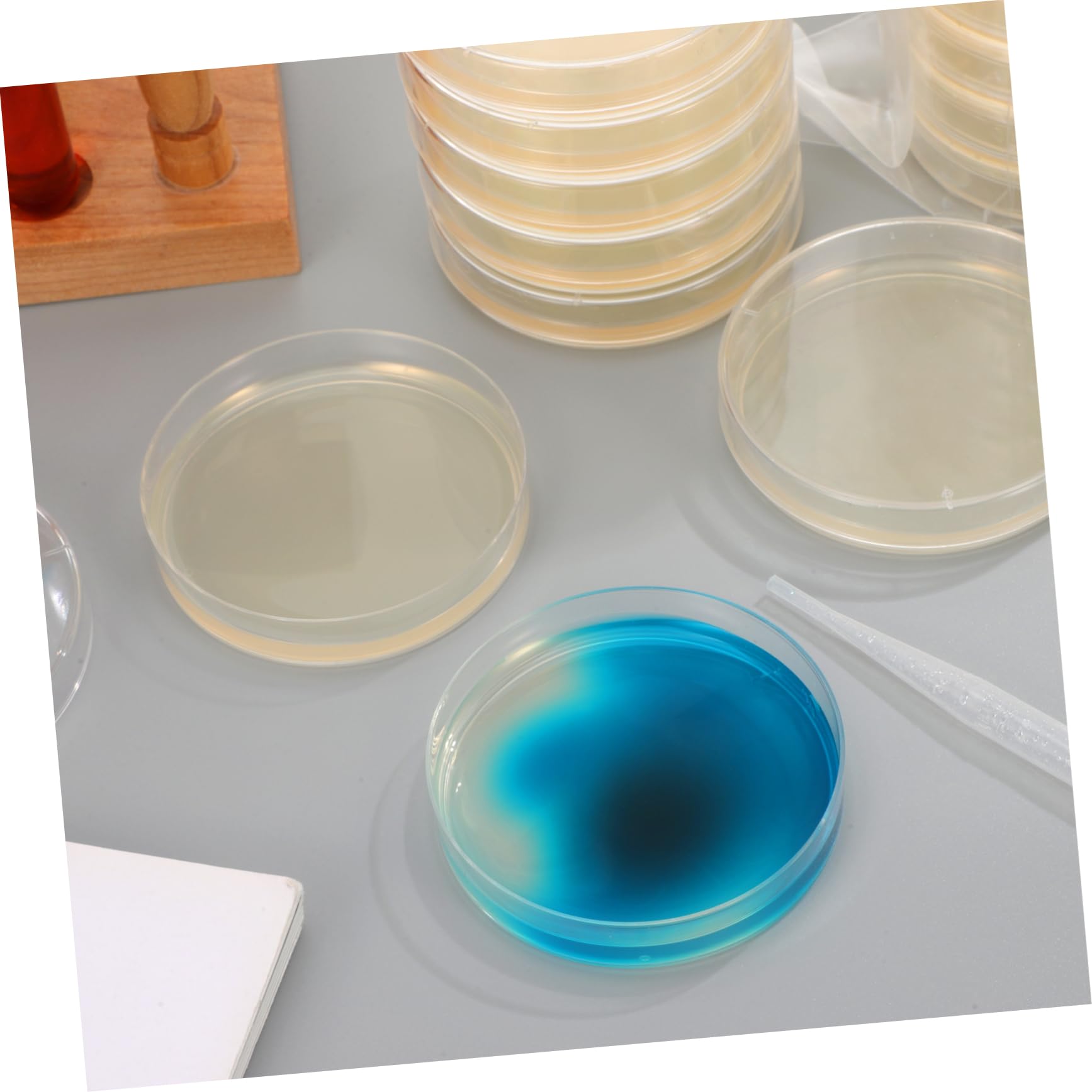 Anneome 20 Placas de Agar Prevertidas de 7cm para Cultivo y Experimentos Científicos, Listas para Usar, Fáciles de Transportar