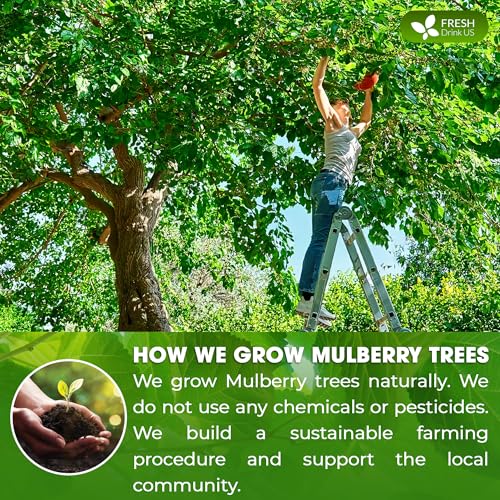 Image of FreshDrinkUS, Premium 8oz Mulberry Leaf Powder, Mulberry Leaf Matcha, 100% Natural and Pure, Perfect for Tea, Smoothies, Baked Goods, Natural Food Coloring, No Additives, No Gluten, No Sugar, Vegan