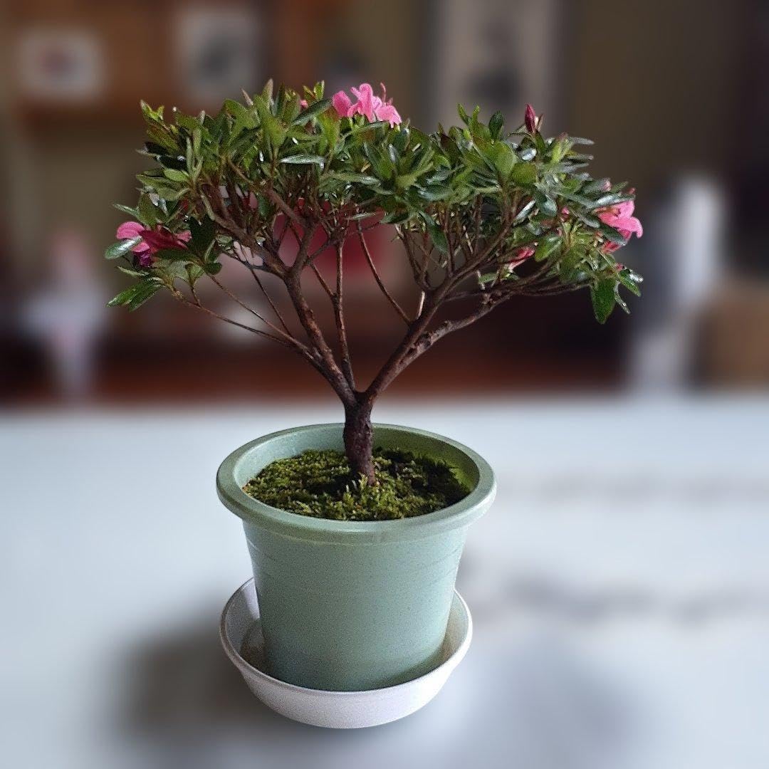 Amazon｜皐月 盆栽｜観葉植物 オンライン通販