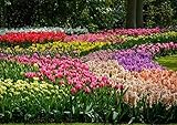 Flora Import