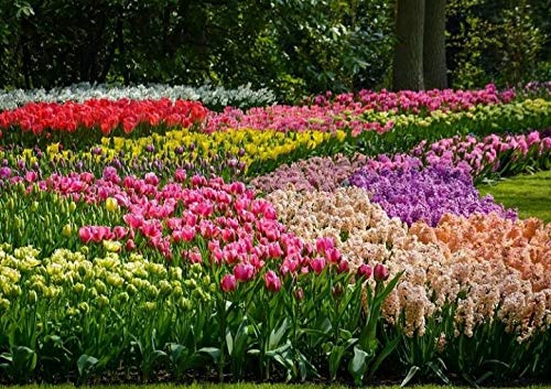 100 X Tulipani & Giacinti Misti - Tulipa & Hyacinthus Mix - Bulbi Alta Qualità (100)