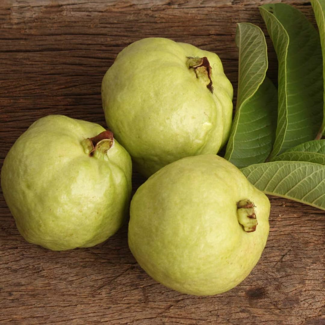 M-Tech Gardens Rare Guava Fruit Plant (Lucknow-49 Guava, Hybrid) Exotic 1 Live Fruit Plant (B094CLBFY3) Amazon Price History, Amazon Price Tracker