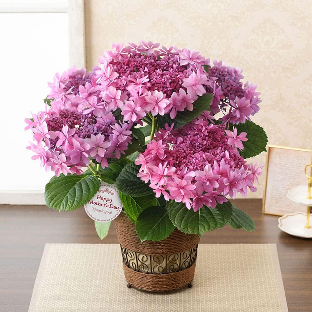 母の日ギフト あじさいの鉢植え 最終決算 歌合せ イイハナ ドットコム フラワーギフト プレゼント 22 花ギフト 母の日ギフト あじさいの鉢植え 最終決算 歌合せ イイハナ ドットコム フラワーギフト プレゼント 22 花ギフト