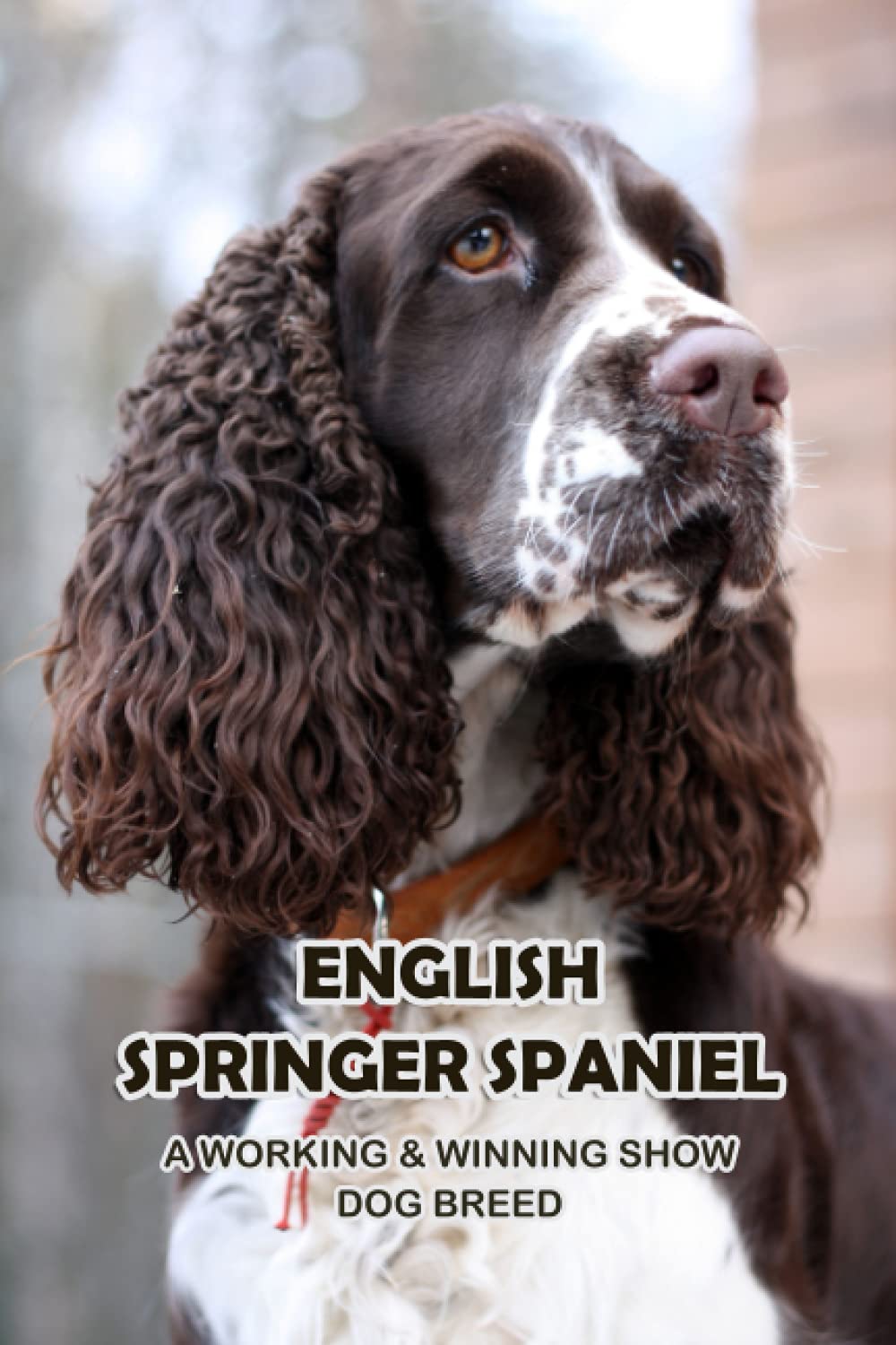 レノックス(スパニエル犬) Jewelled Springer Spaniels レノックス(スパニエル犬) Jewelled Springer Spaniels レノックス