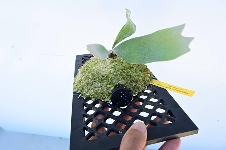 Amazon.co.jp: P.veitchii silver frond @bikamori.com