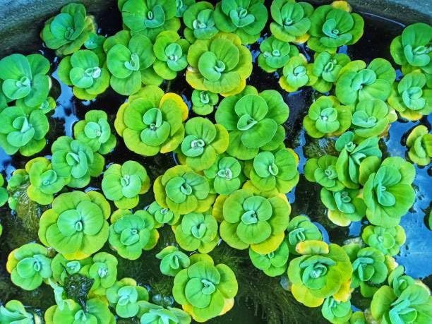 ARIYA__Water Lettuce Live Plant | Water Cabbage Plant for Pond, Aquarium | Pack Off 5 | Floating Plant (A05) (B0CNG9H7W1) Amazon Price History, Amazon Price Tracker