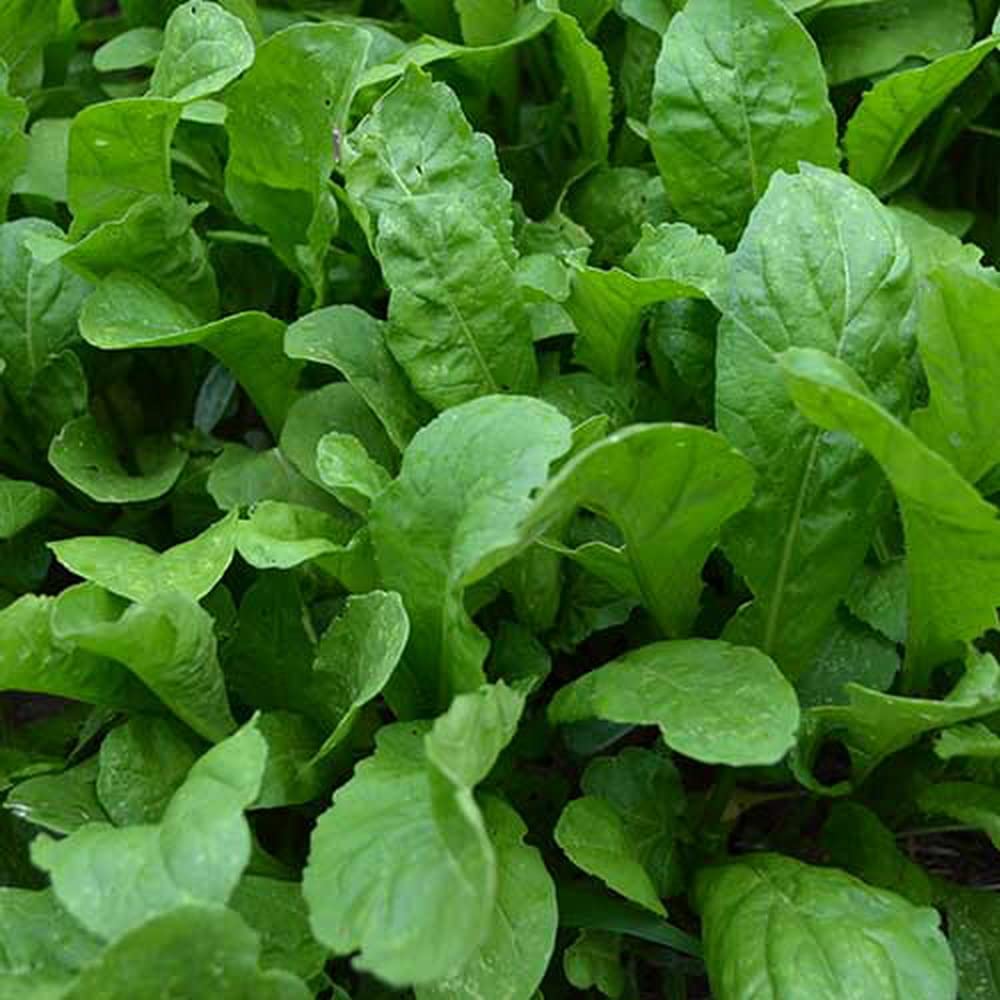 500 Organic Arugula Seeds Eruca Sativa Heirloom - Non-GMO - Always Fresh Seeds! - Plant Your Own Herb Garden