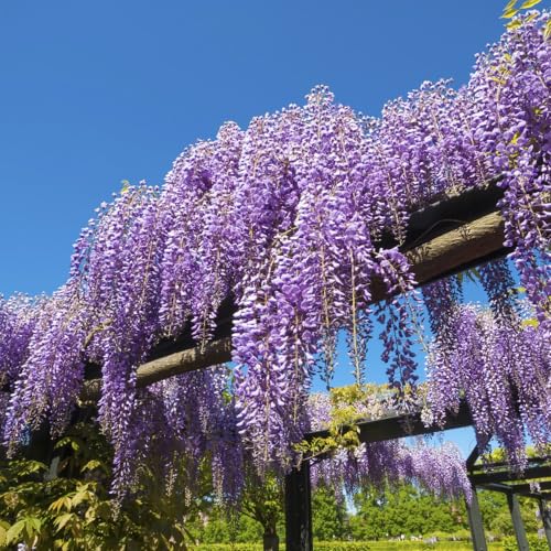 Wisteria sinensis - Fast-Growing Hardy Shrub with Cascading Lilac-Blue Blooms - Aromatic Climber for Walls, Arbours, & Trellises - 3X 9cm Potted Plant by Thompson and Morgan