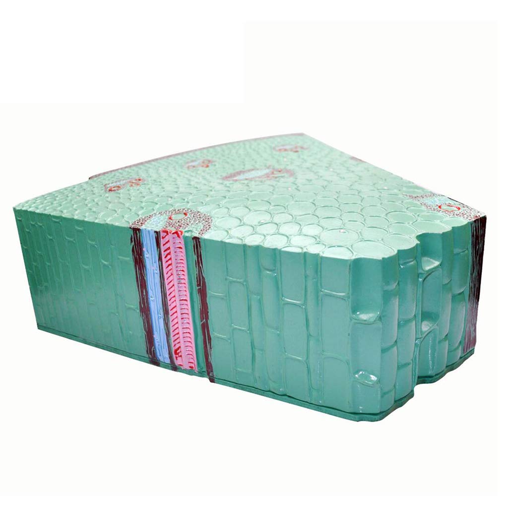 Modello di Anatomia vegetale Modello di Stelo monocotiledone Modello educativo Modello di Stelo monocotiledone per Strumento didattico Biologico, Attrezzatura da Laboratorio