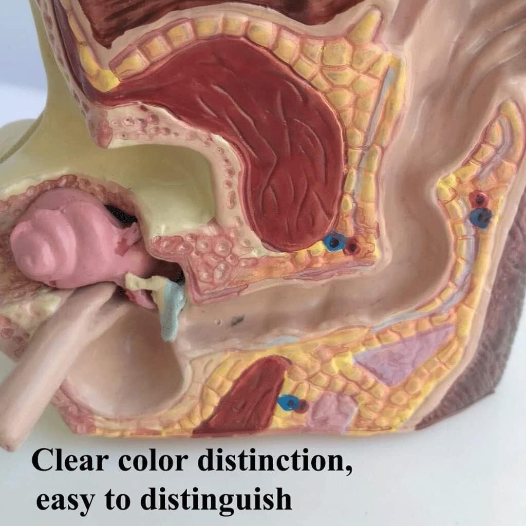 Dog Ear Anatomical Model, Skeleton Model Anatomical Model, Organ Model