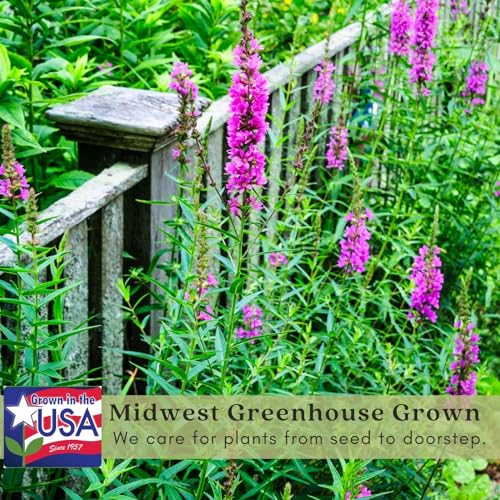 Clovers Garden Veronica Giles Van Hees (Speedwell) Plants – Two (2) Live Plants – Non-GMO - Not Seeds - Each 4\" to 8\" Tall – in 4\" Inch Pots – Hummingbird Favorite, Tolerates Dry or Salty Soil