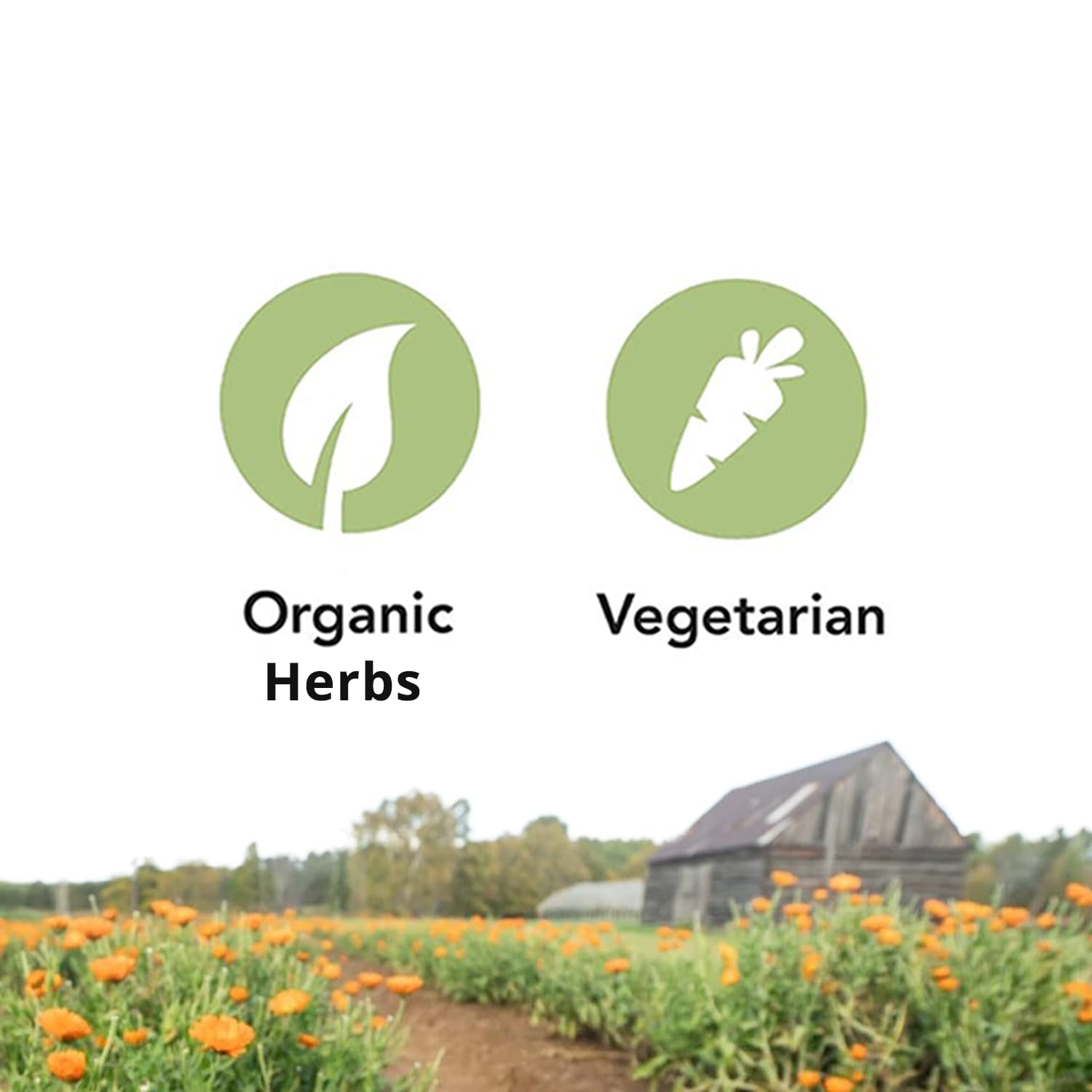 St. Francis Herb Farm Ashwagandha KSM-66® (60 Capsules) Enhanced Potency 12:1 Powder Extract Made with Organic Ashwagandha Herbs, GMO Free, Vegetarian (1 Bottle) Adaptogen