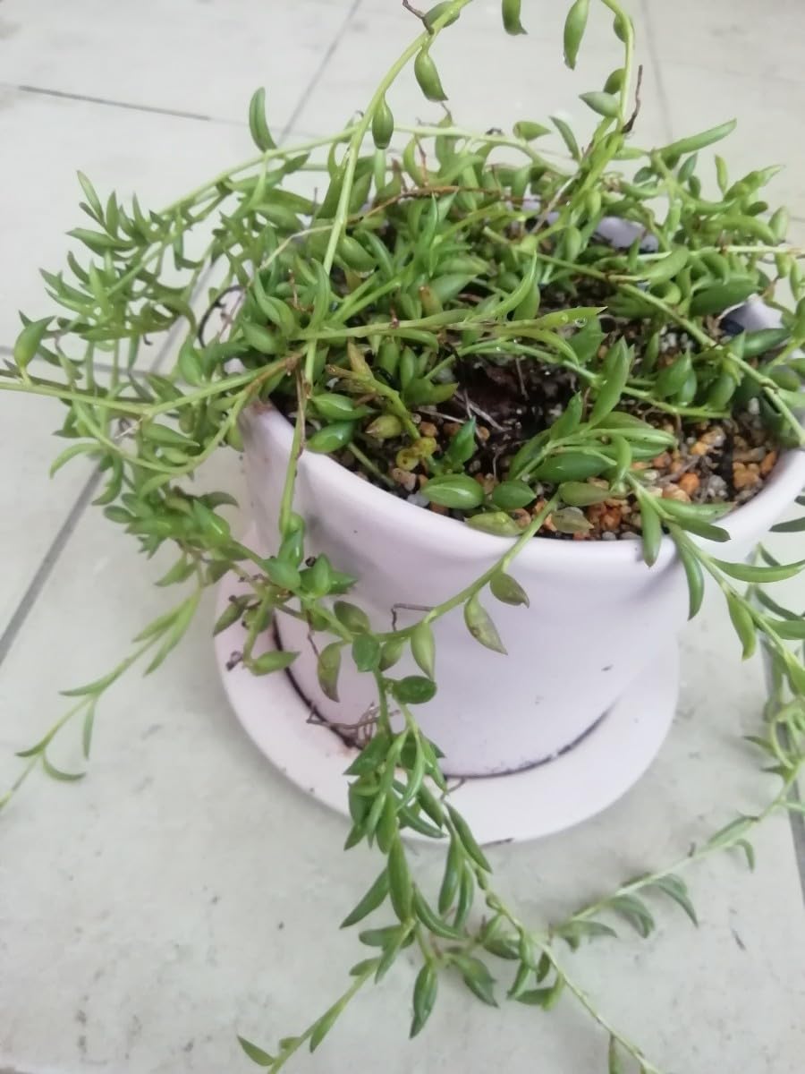 Amazon.co.jp: 多肉植物 グリーンネックレス カット苗 5本 40センチ分