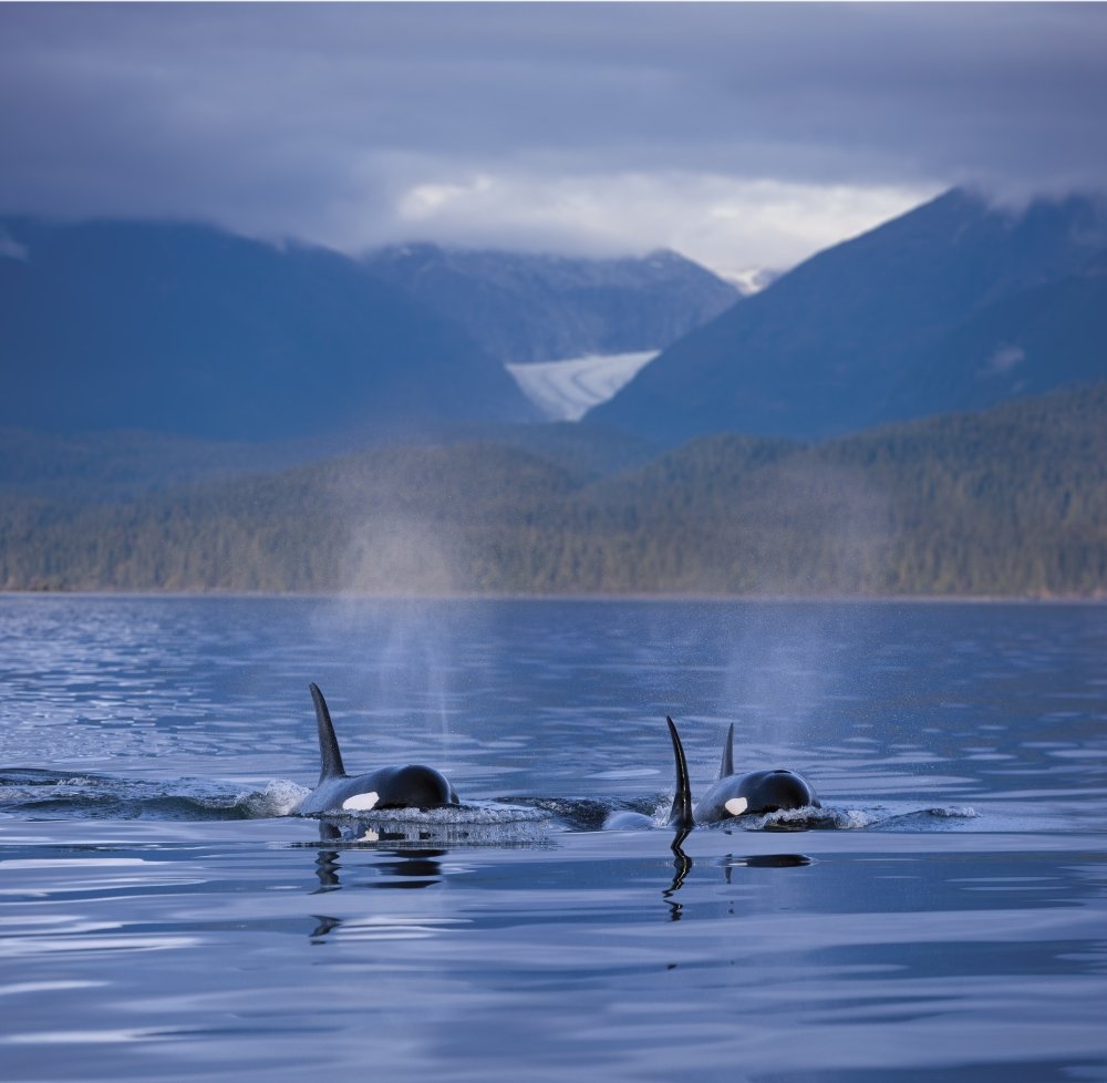 PosterazziComposite: Orca Whales Surface Inside Passage With The Coastal Range And Eagle Glacier In The Background Southeast Alaska Poster Print, (24 x 24)