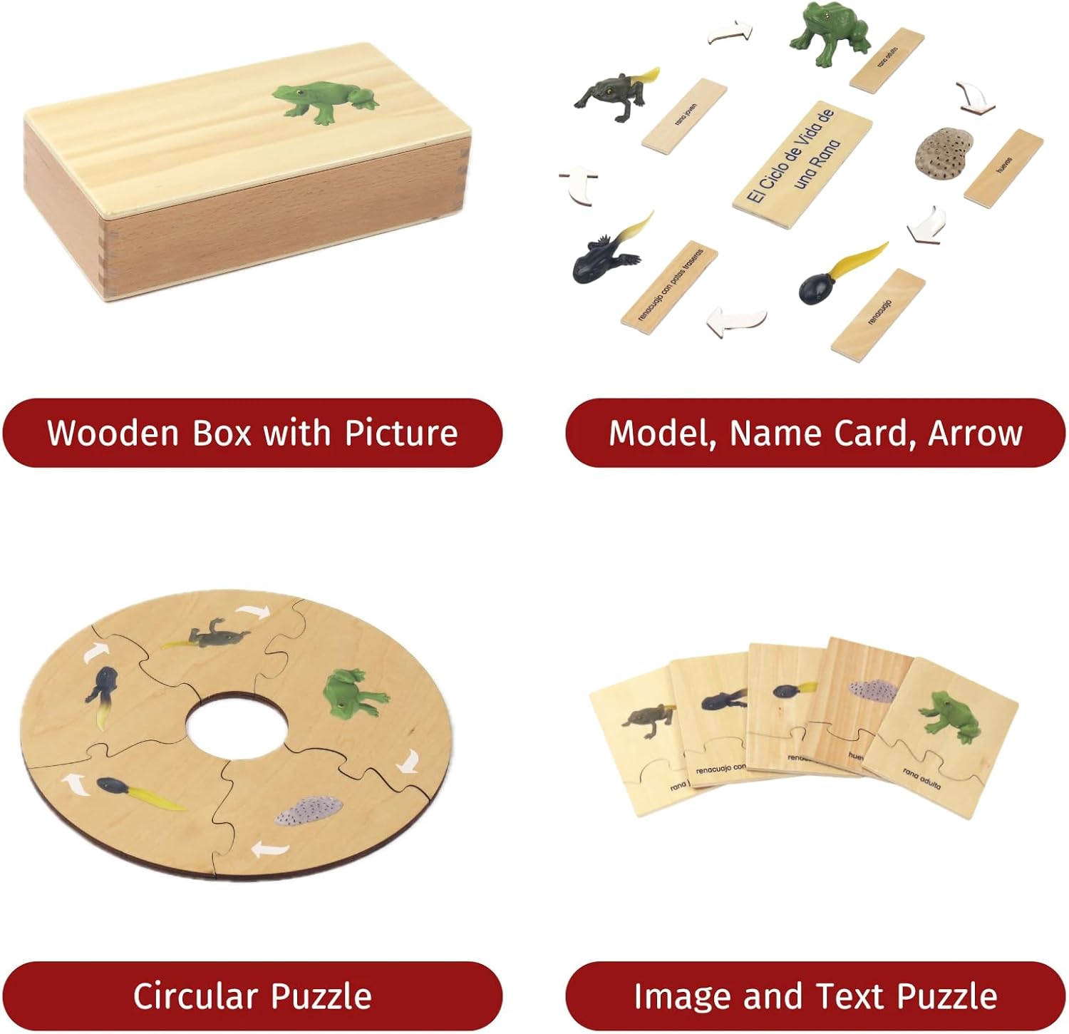 ancona Life Cycle- Frog, Spanish/English Bilingual, Montessori Preschool Memory Matching Game Box Set with Animal Figurines & Matching Puzzle Cards, Early Education Toy
