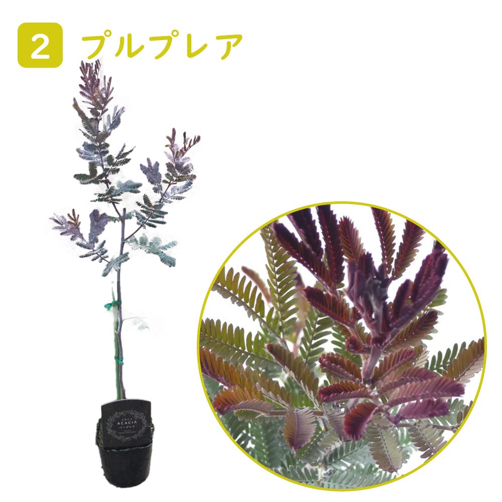 ミモザアカシア プルプレア 樽型鉢植え 苗 シンボルツリー ミモザ