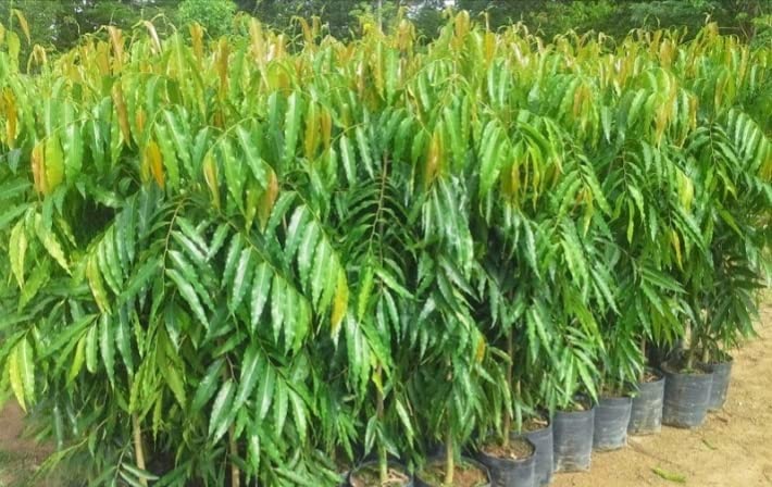 Platone Live Ashok Long Tree Plant, Saraca Asoca Plant(Pack of 1) (B09TFLSMP7) Amazon Price History, Amazon Price Tracker