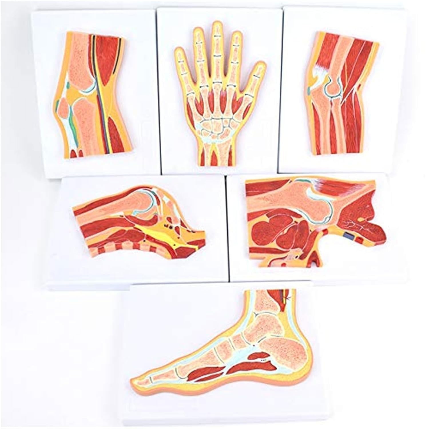 6pcs Human Joint Anatomy Model, Hand Foot Hip Knee Shoulder Elbow Cross-section Models, Skeletal Joint Cross-section Anatomy, For Medical Teaching, Skeletal Muscle Ligament Anatomical