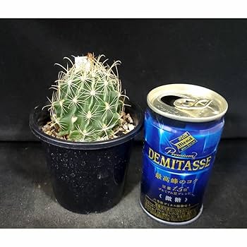 Amazon.co.jp: サボテンハマトカクタス属改元丸（3号鉢