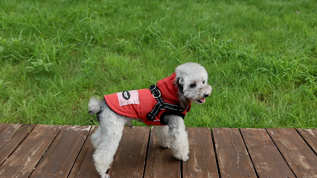 Eyein Wasserdichte Hundewinterjacke Mit Geschirr - Fleece Rollkragen Für Kleine Bis Große Hunde