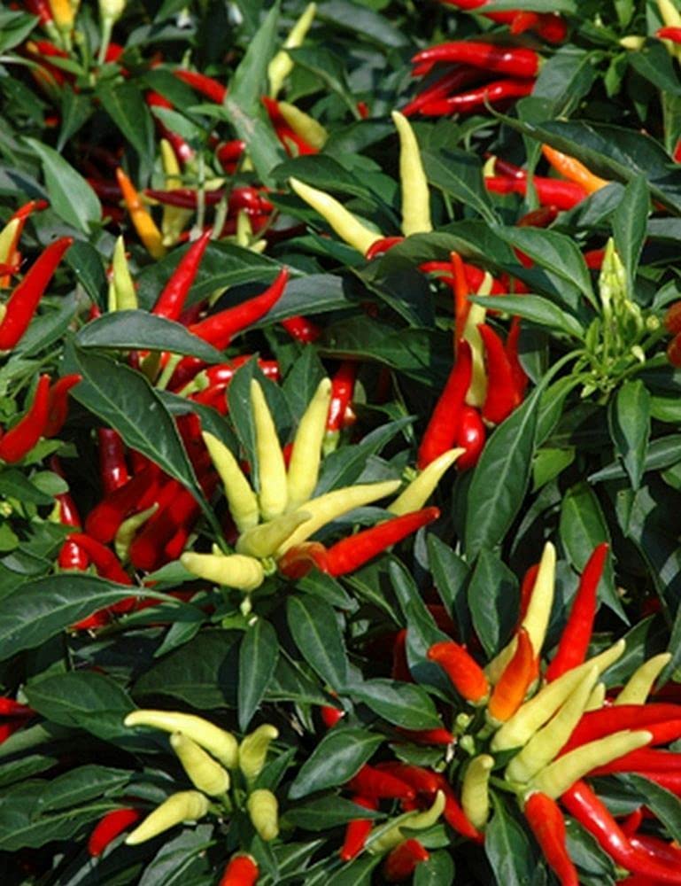 LIVE GREEN Vegetable Seeds | Chilli Suryamukhi F1 Hybrid Seeds For Home Gardening (60 seeds pack) (B09BV6YVDR) Amazon Price History, Amazon Price Tracker