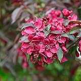 Rotlaubiger Zierapfel `Royalty´, mehrtriebig wachsend, 80-100cm im 5L-Topf