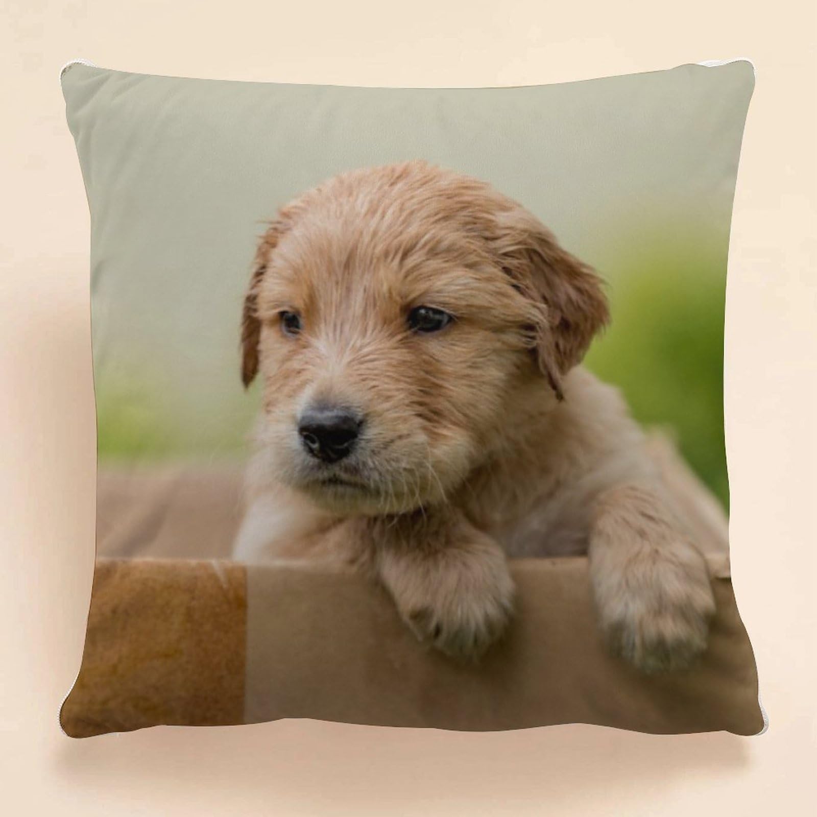 Amazon｜ゴールデン·リトリーバー 子犬が箱に入る クッションにもなる