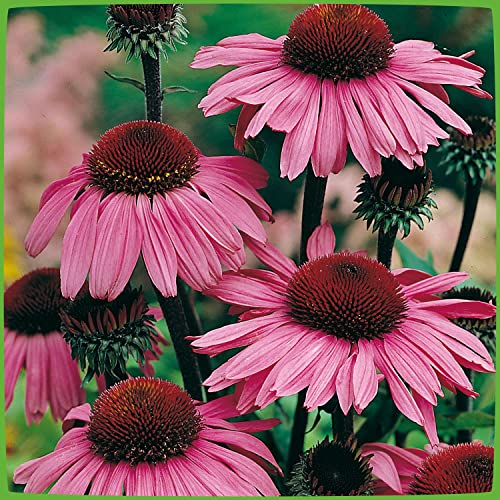 Purpur-Sonnenhut - Echinacea purpurea - Winterhart und mehrjährige Pflanze - 1 Pflanze im 9 cm Topf von Garten Schlüter - Pflanzen in Top Qualität (Im 9...