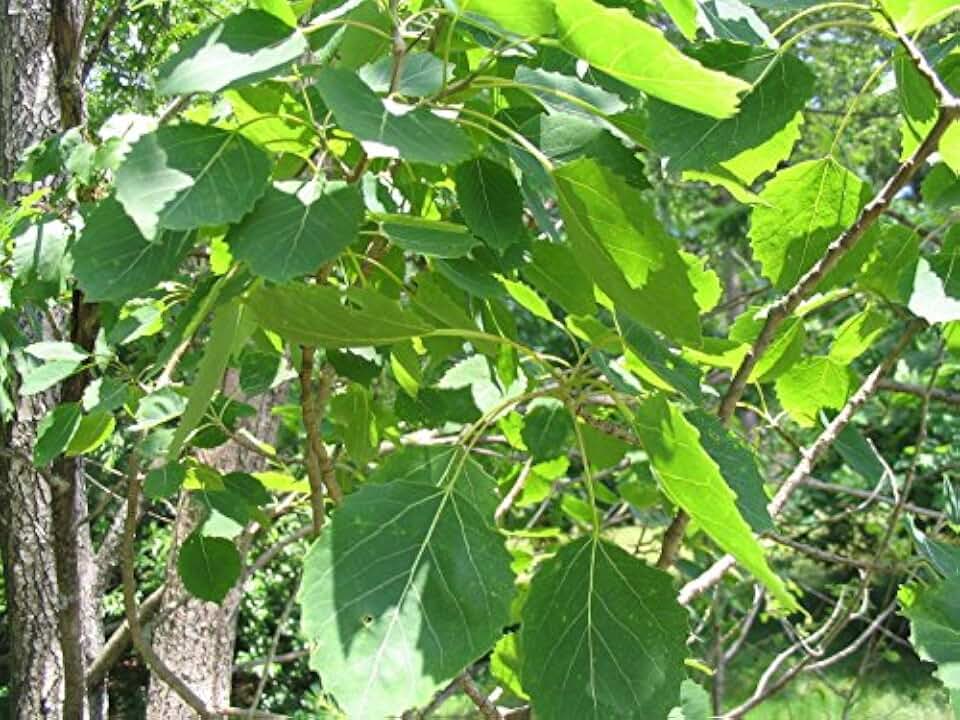 Bigtooth Aspen Seeds