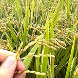 【新米】福岡県産 令和7年 玄米 5kg 無農薬玄米 元気つくし 土の薬膳 ミネラルたっぷり 乳酸菌で育てました