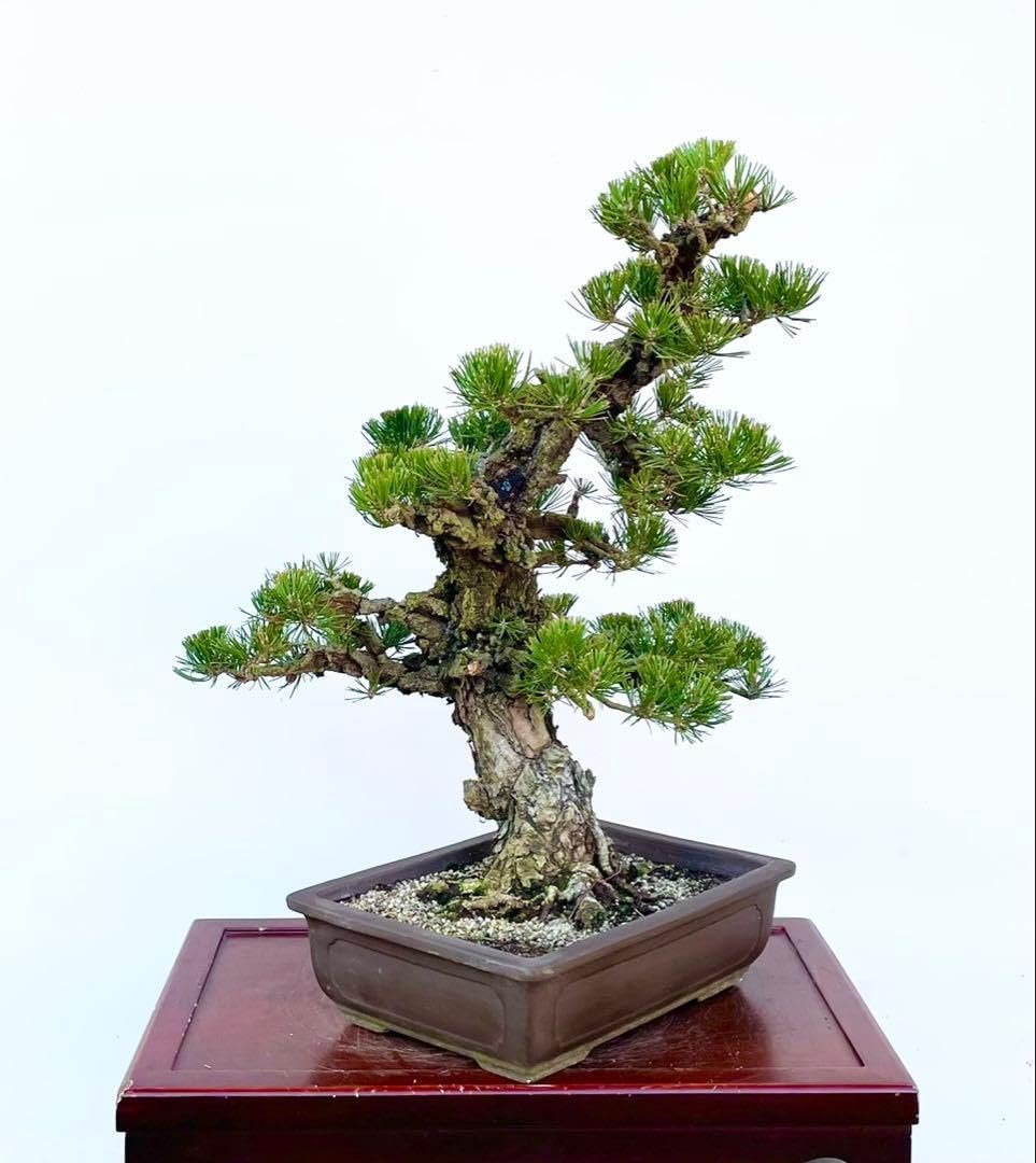 テイカカズラ 斑入り 盆栽 3.5号陶器鉢つき 古木 曲がり 極太 テイカカズラ 斑入り 盆栽 3.5号陶器鉢つき 古木 曲がり 極太