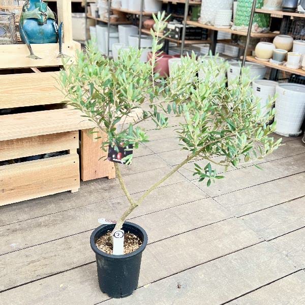 オリーブ マンザニロ 2 オリーブ：マンザニロ | nae-ya｜herbal