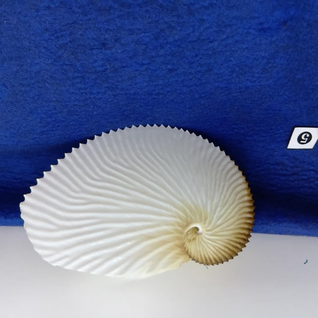 アオイガイの標本 詳細