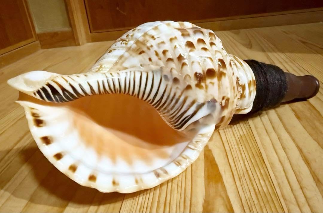 特大40㎝修験道法螺貝 山伏 特大修験道法螺貝 40㎝山伏 密教 魔 特大肉