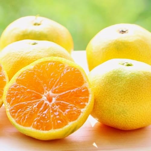 [先行予約]小玉みかん 極早生 箱込 2.5kg (内容量約 2.3kg) 3S〜Sサイズ混合 秀品 優品 混合 有田みかん 和歌山県産 [みかんの会][2026年10月上旬頃より順次]