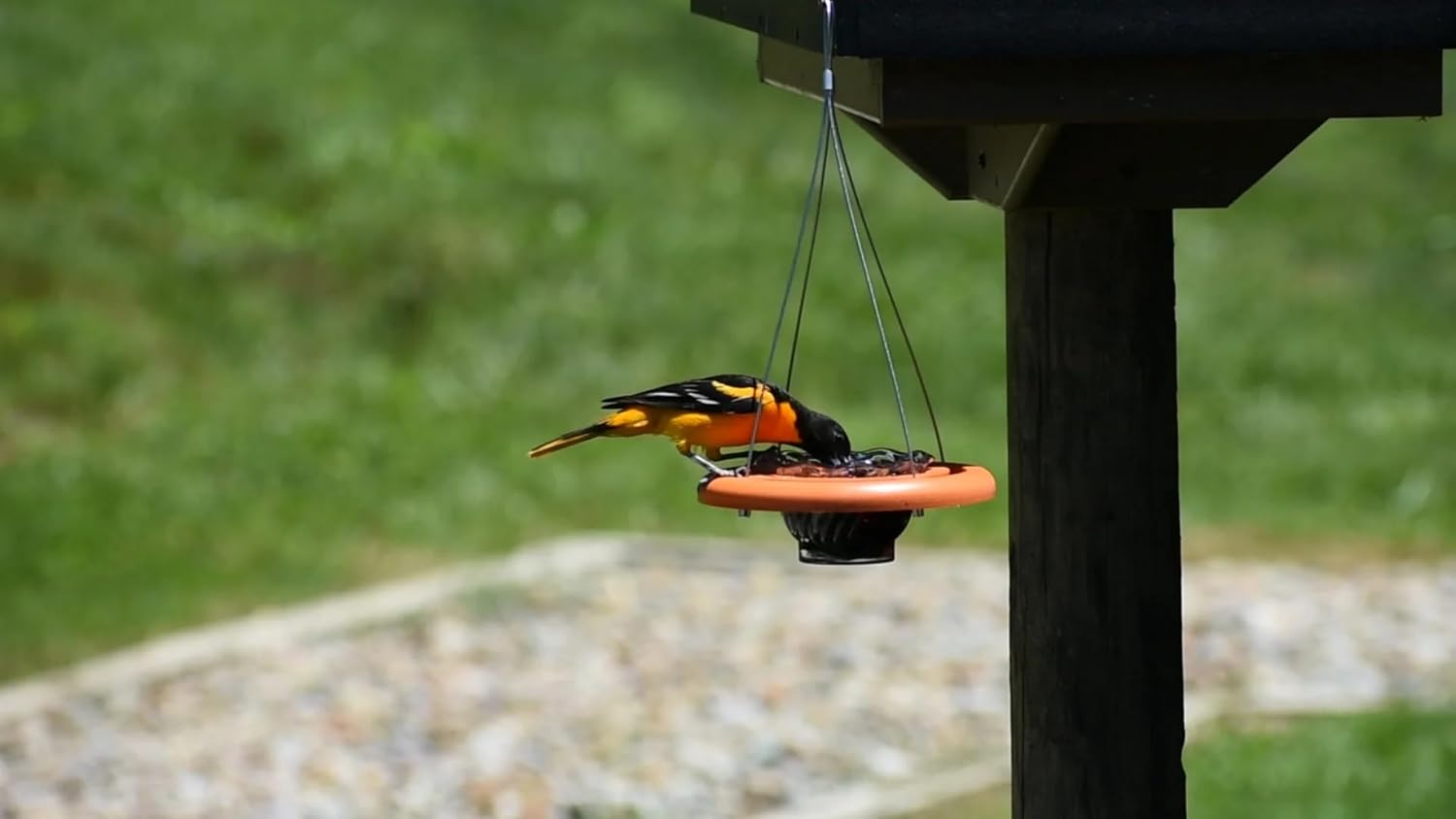Oriole Bird Feeder, 6 Inch Orange Fruit Jelly Feeder, Baltimore Oriole Hanging Design